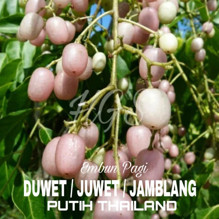 Bibit pohon Buah Juwet / Duwet Putih /Jamblang putih PREMIUM