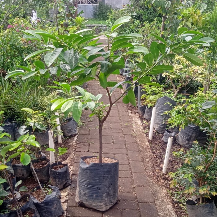 bibit tanaman buah unggul Black Sapote BERBUAH tinggi 1 meter PREMIUM