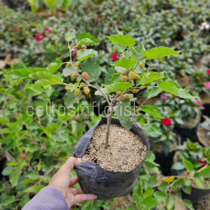 Bibit Tanaman Buah Murbei Jumbo Berbuah pohon PREMIUM