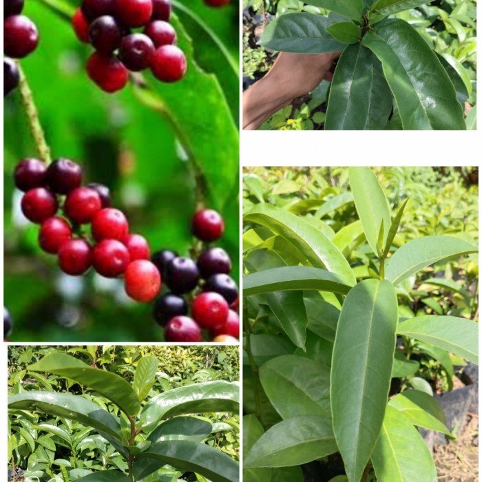 bibit pohon buah Buni huni/rujak SEGAR PREMIUM