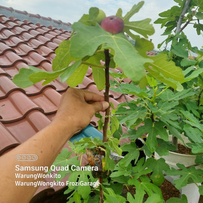 Bibit Buah Tin Jumbo Fresh Cangkok Cocok Di Tanam Dalam Pot PREMIUM