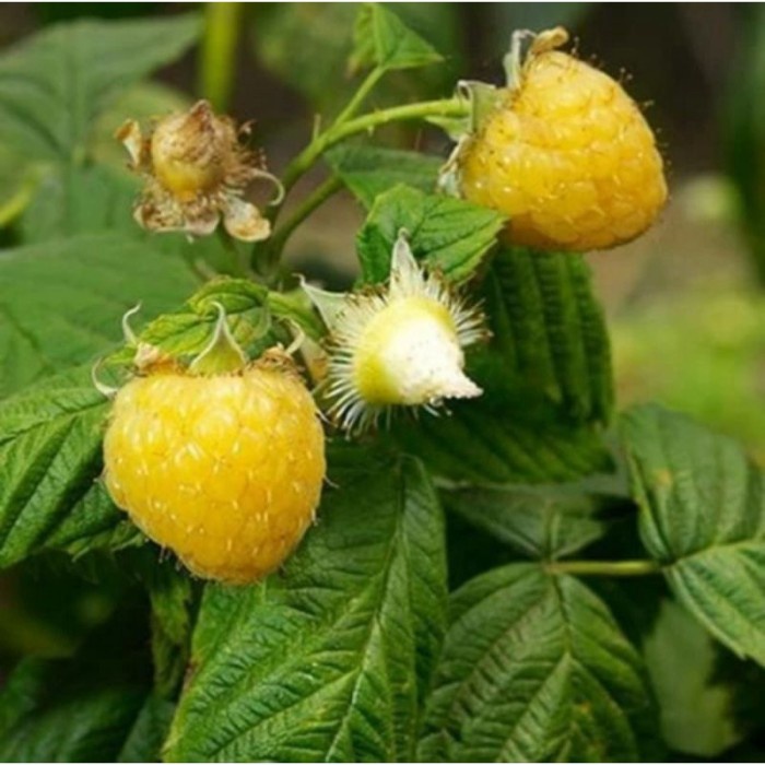 Bibit Buah Raspberry Kuning / Yellow Raspberry / Golden Raspberry, PREMIUM
