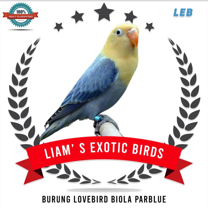 Burung Lovebird Biola Parblue Pilihan