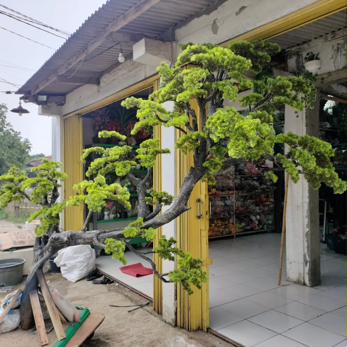 Svetlana Pohon Bonsai Artificial// Bonsai Tinggi Kesam 2,8 Meter// Pohon Bonsai Dekorasi Hias
