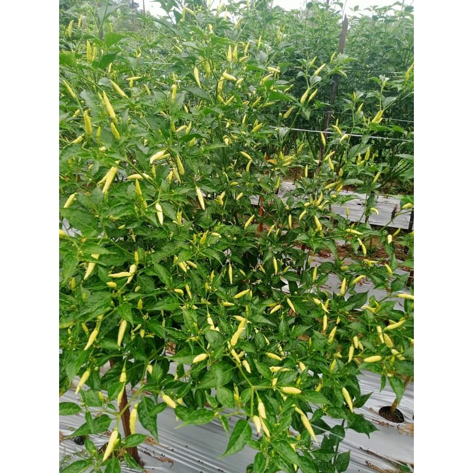 Terlaris Benih Bibit Cabe Rawit Setan tipe Patalan SIUNG 03 dari cap You Seed isi 10 gram Segera