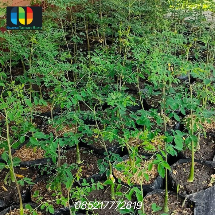 BIBIT POHON MORINGA / POHON KELOR AFRIKA