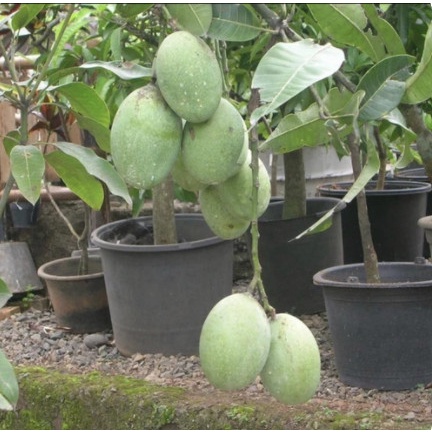 New Bibit Tanaman Mangga Manalagi Hasil Okulasi//Cangkok Ready