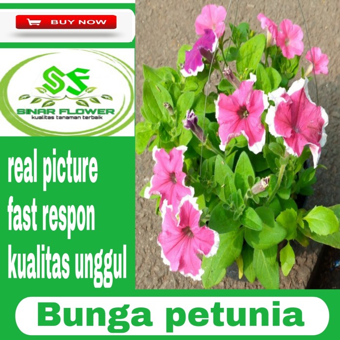 New Tanaman Hias Petunia/Bunga Petunia Pot Gantung/Rimbun Dan Berbunga Ready