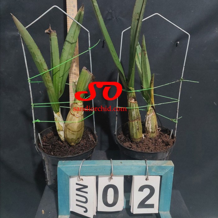 New Eulophia Petersii / Anggrek Gurun Ready