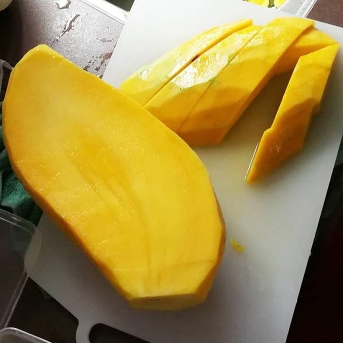 New Bibit Mangga Mahatir Asli Bergaransi, Pohon Mangga Jumbo Cangkok Valid Ready