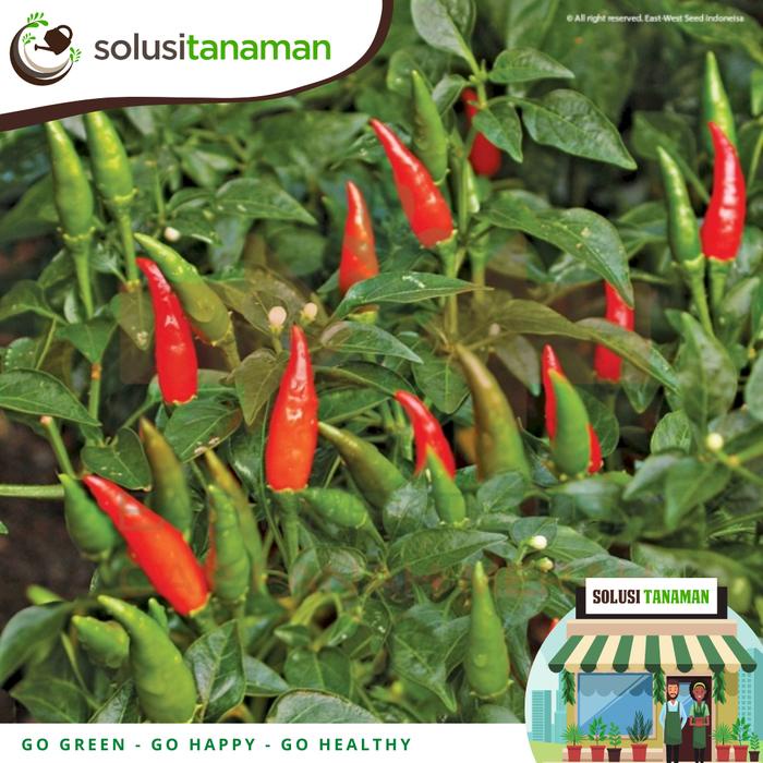 New [500 Butir] Cabe Rawit Bara Cap Panah Merah - Benih Cabe Rawit Bara Isi 500 Butir Kemasan Pabrik