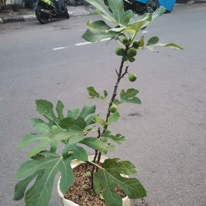 TOP POHON BUAH TIN GREEN JORDAN SUDAH BERBUAH / TANAMAN BUAH TIN -