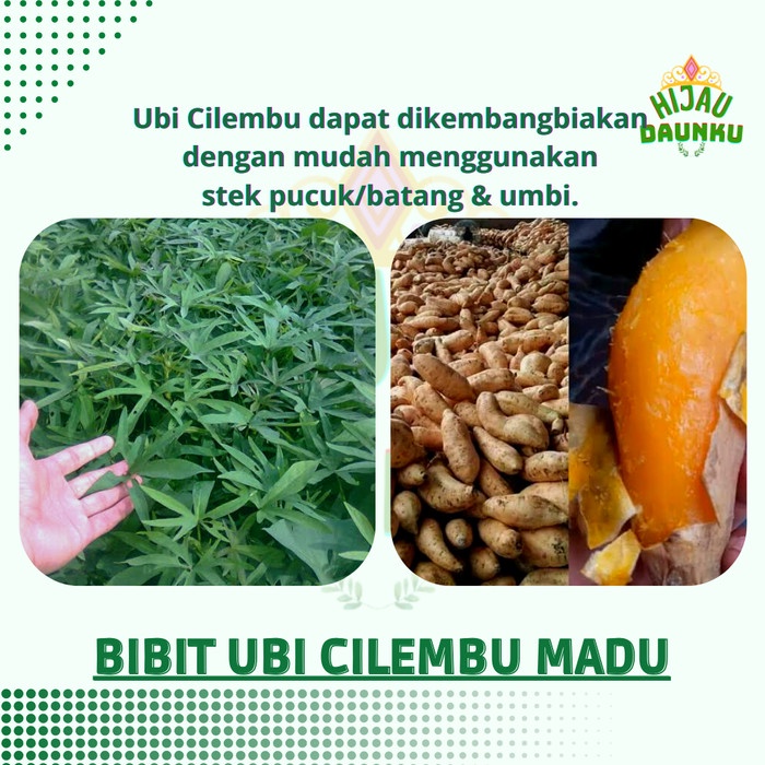 Bibit Ubi Cilembu Madu Umbi Jalar Rambat Stek Ketela Manis