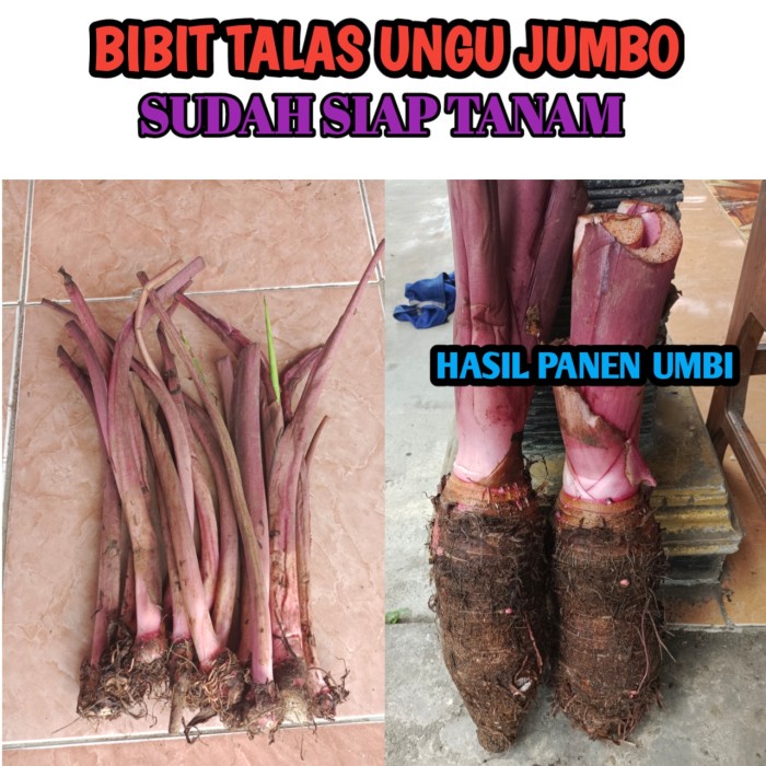 BIBIT TALAS UNGU JUMBO (PRATAMA 3)