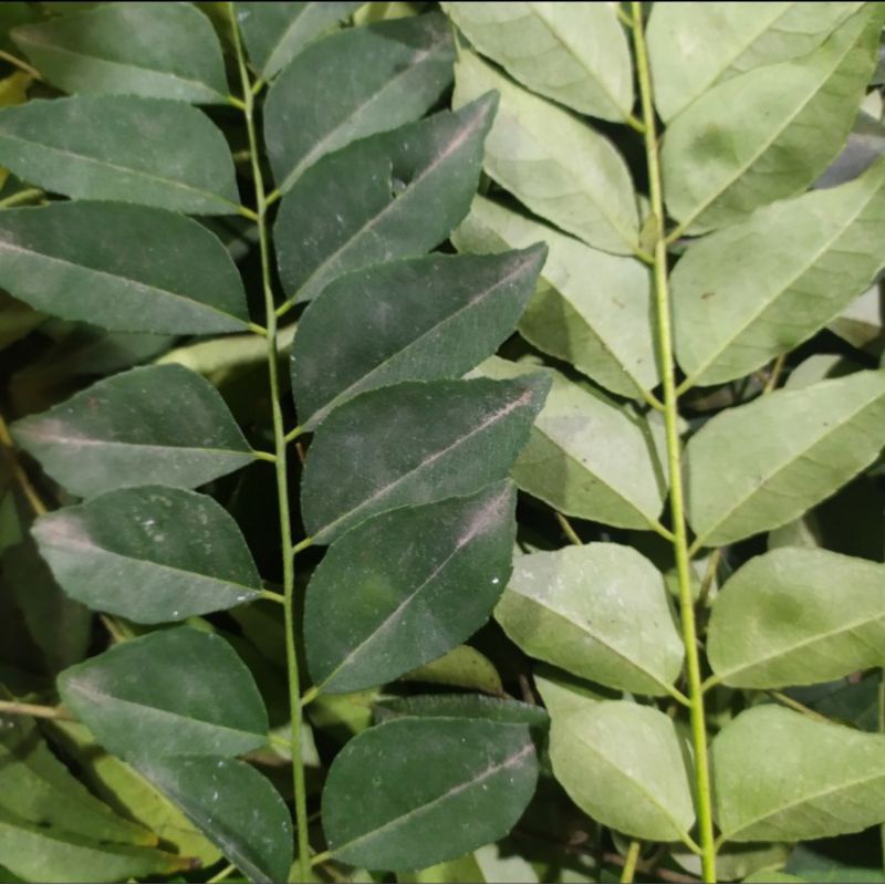 

Daun Kari / Salam Koja 100gr