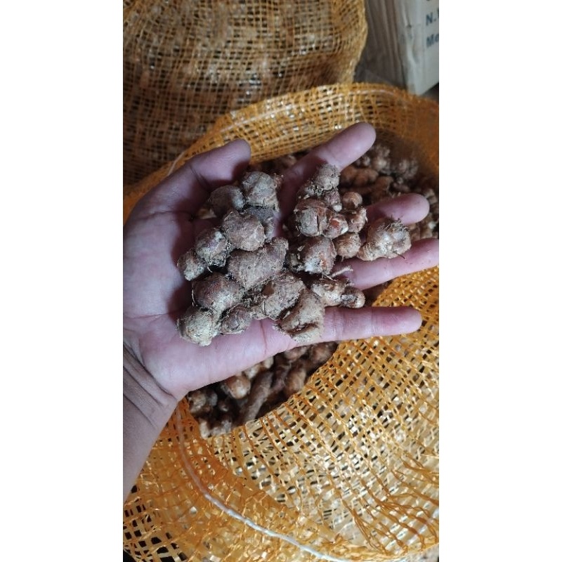 

kencur tua wangi fresh 5kg