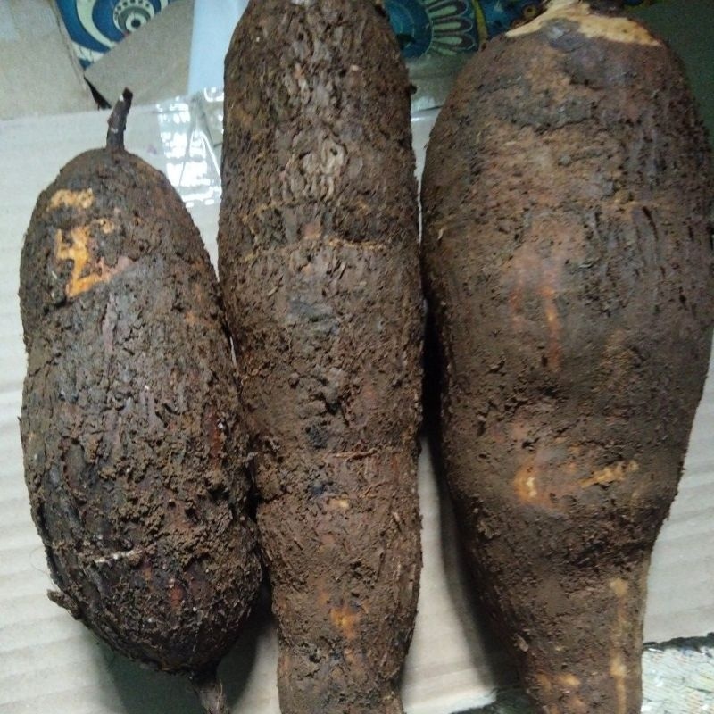 

Singkong racun sapi kuru untuk mengobati kangker