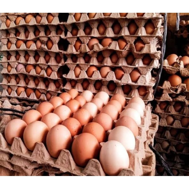 

TELUR AYAM NEGRI 1 KG MURAH INSTAN