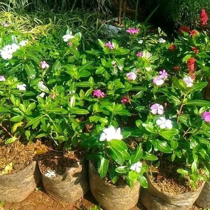 PROMO SPECIAL bibit tanaman hias tapak dara - bunga tapak dara