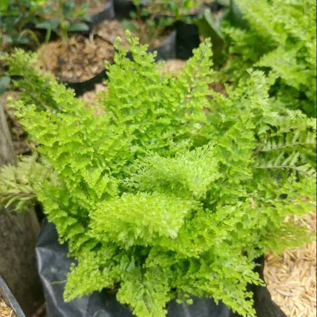 BERMUTU Bibit Tanaman Pakis Embun Tanaman Hias Pakis Embun Bunga Pakis Embun