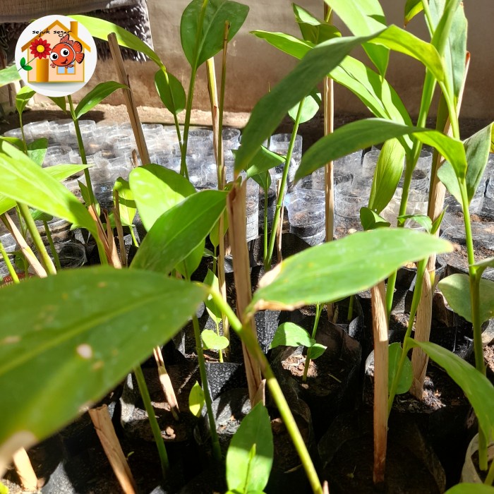 SALE bibit tanaman laos putih / bibit lengkuas putih / tanaman toga