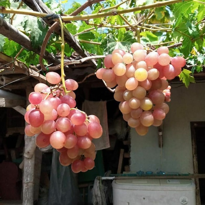 OBRAL Bibit Anggur Ninel Bibit Tanaman Buah Anggur Import Ninel Grafting