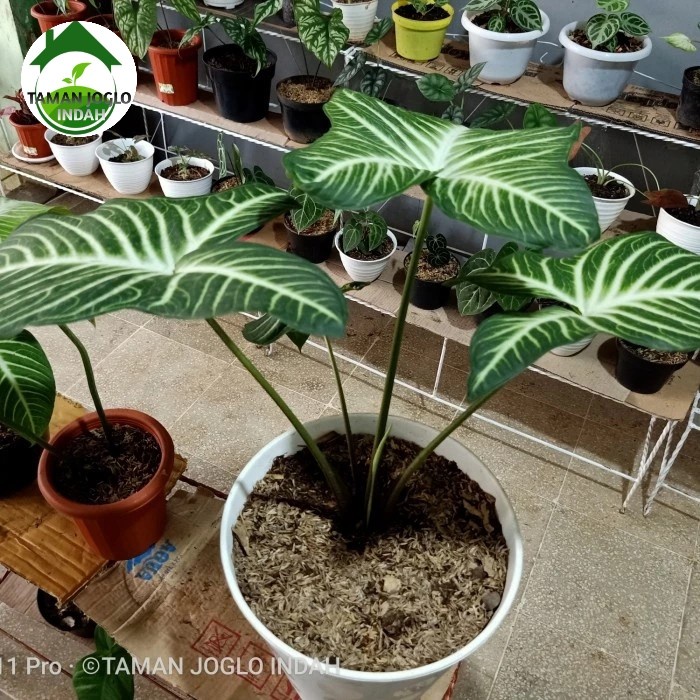 Tanaman hias Lindenii Antasoma daun besar