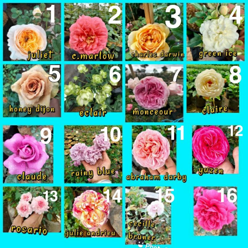 promo (BISA COD) Tanaman hias bunga mawar hidup / tanaman mawar hidup /bunga mawar