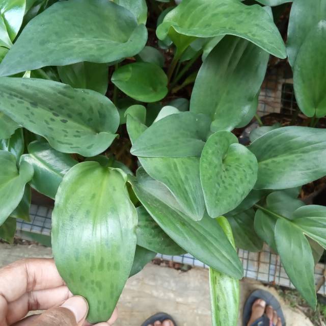 Tanaman herbal keladi tikus -tanaman keladi herbal -keladi tikus