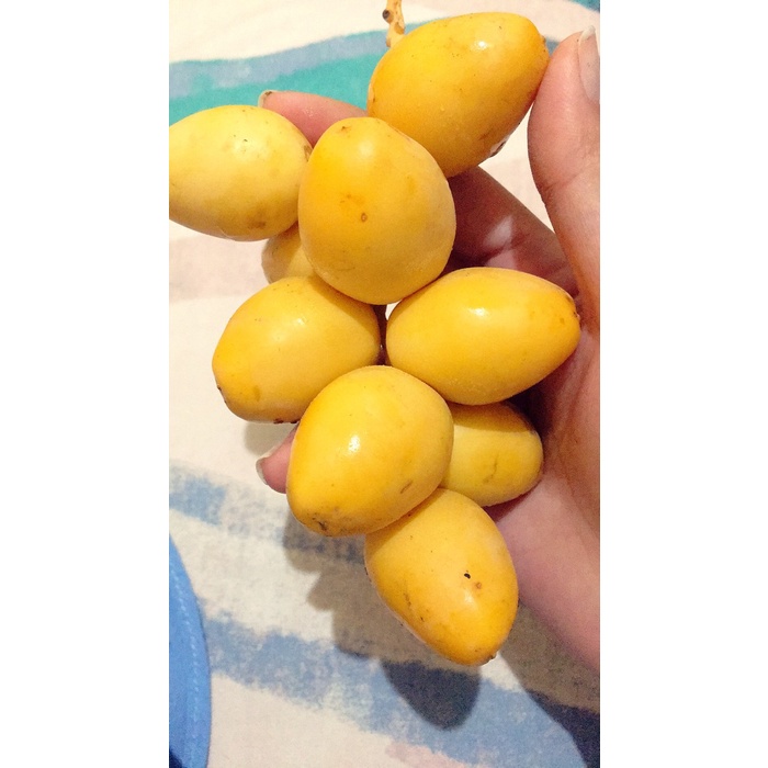 

kurma muda untuk promil