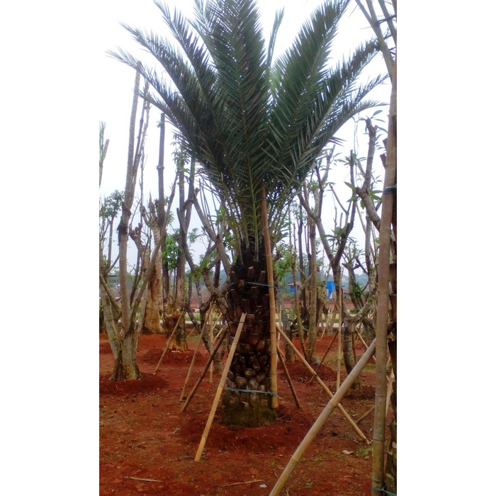 

Terbaru Pohon Kurma 3-4-5 Meter