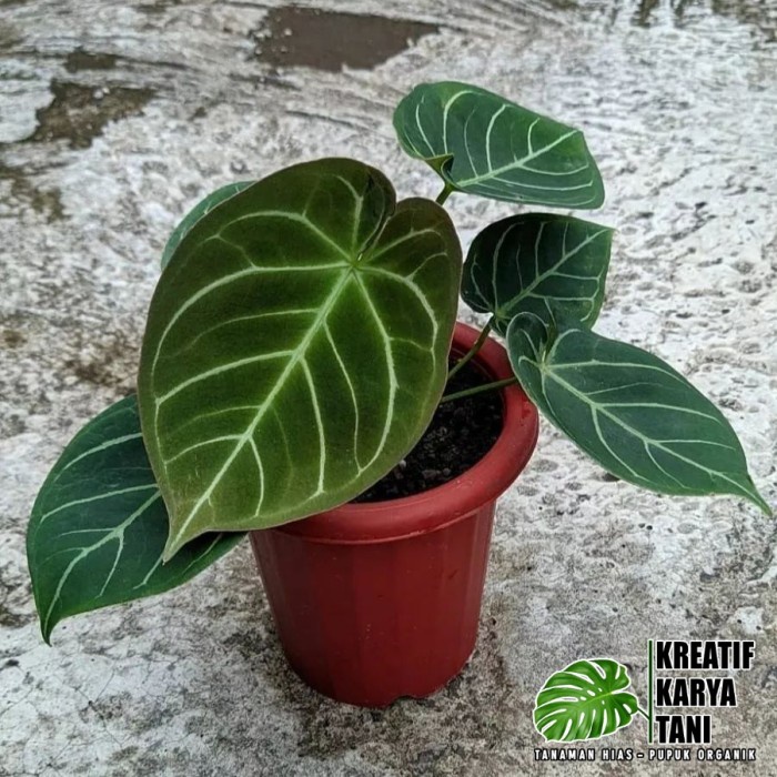 ADT- anthurium hoffmanii - anthurium hoffmanii hybird