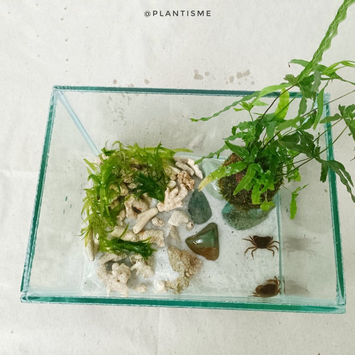 Biotipe Fullset Crab Paludarium Kandang Kepiting Hias Tawar Peliharaan