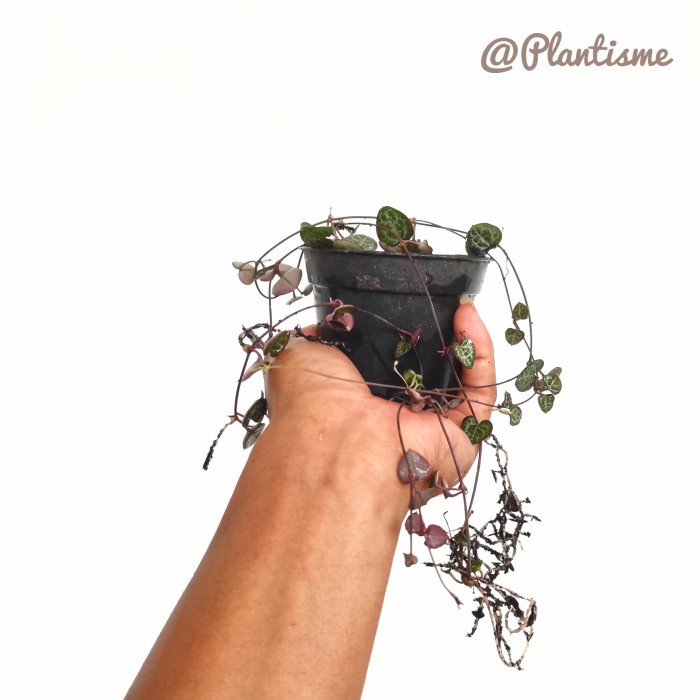 String Of Hearts Ceropegia Woodii - Tanaman Hias Gantung Rambat Love