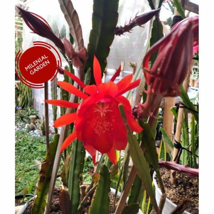 

HJK TANAMAN HIAS WIJAYA KUSUMA BUNGA MERAH