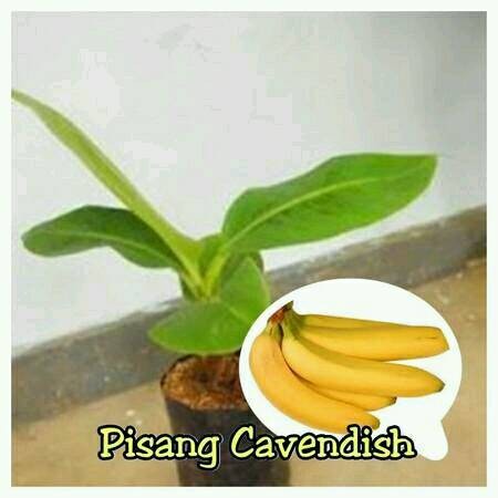 

HJK Bibit Pisang Cavendish Sunpride
