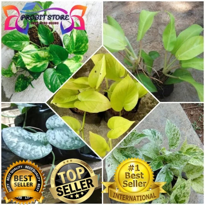 

HJK paket 5 pcs tanaman rambat sirih gading / Srigading