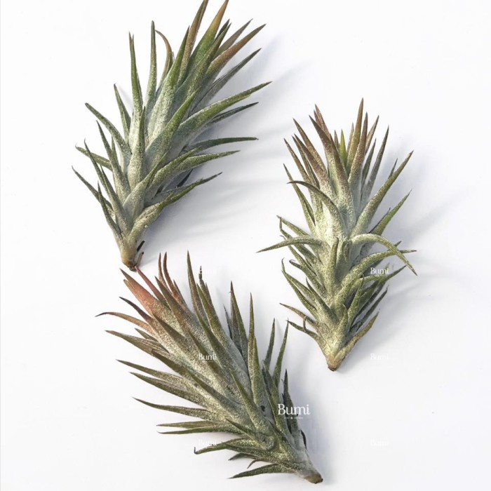 Promo Terbatas Tillandsia Ionantha Var. Vanhyningii 'Raspberry' - Bumi Tillandsia Air Plants Tanaman