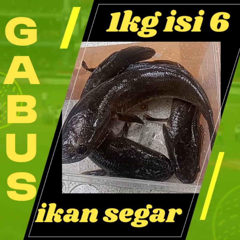 

IKAN GABUS HIDUP 1KG ISI 5/6