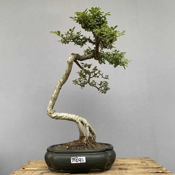 Jemari Bonsai Ulmus Micro Jadi,Siap Pajang