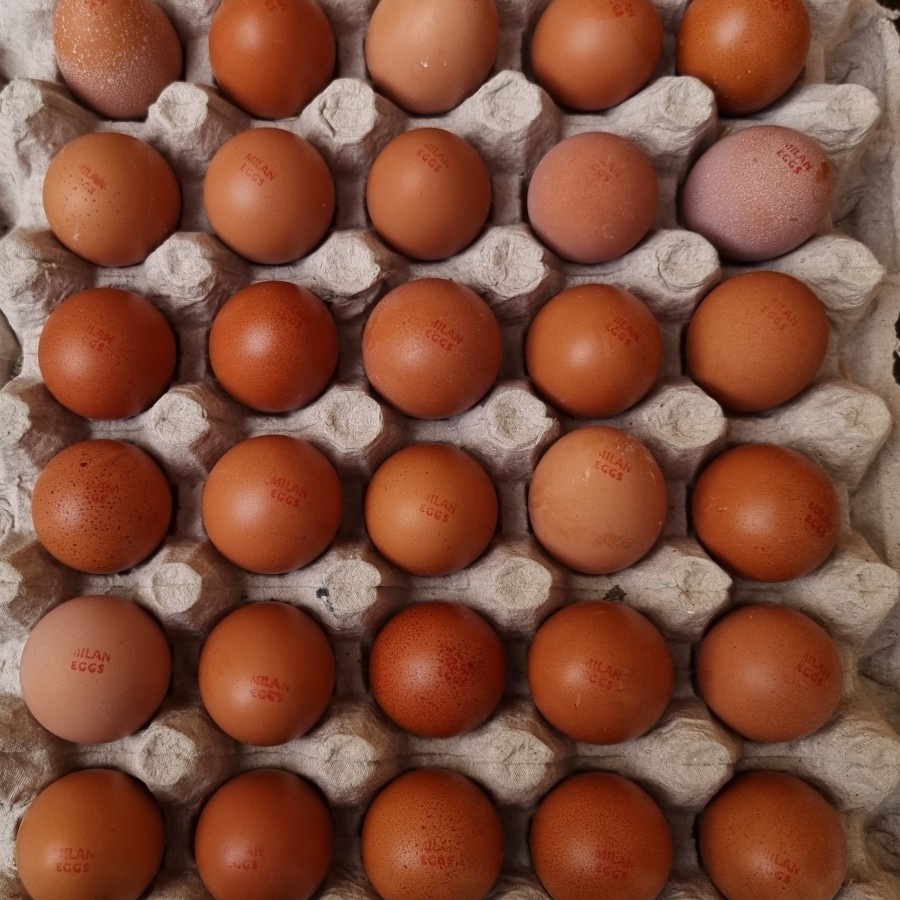 

Telur Ayam Negri Omega 3 Fresh Grade B 1 tray (30 butir)