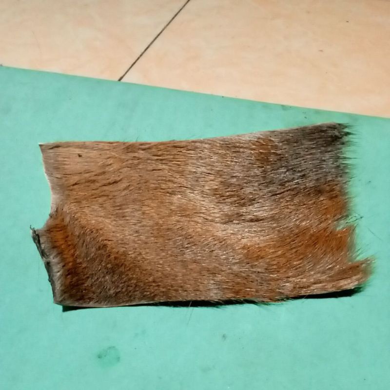 

KulitKijang Asli Atau Kidang Bahan Rajah