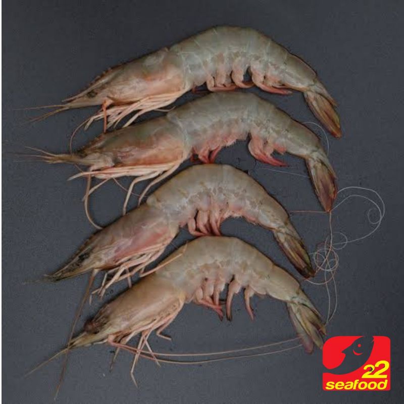 

Pink Shrimp / Udang Dogol 500 gram / Udang Laut / Seafood 22