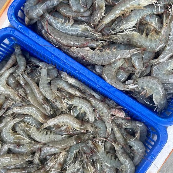 

Udang Segar Vaname 1kg Frozen / Udang Beku Segar