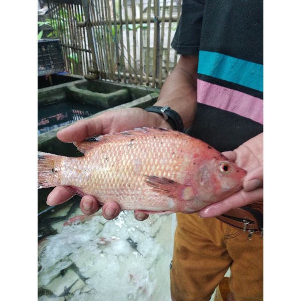 

IKAN NILA SEGAR (bukan frozen) 500gr/1kg FREE DIBERSIHKAN