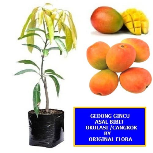 JTTOP" BIBIT MANGGA GEDONG GINCU POHON MANGGA BIBIT BUAH MANGGA GEDONG GINCU