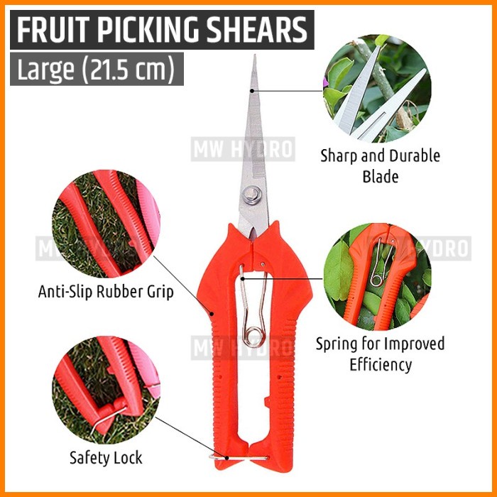 JTTOP" GUNTING BUAH, BUNGA, DAUN, BONSAI - FRUIT PICKING, THINNING SHEARS - L