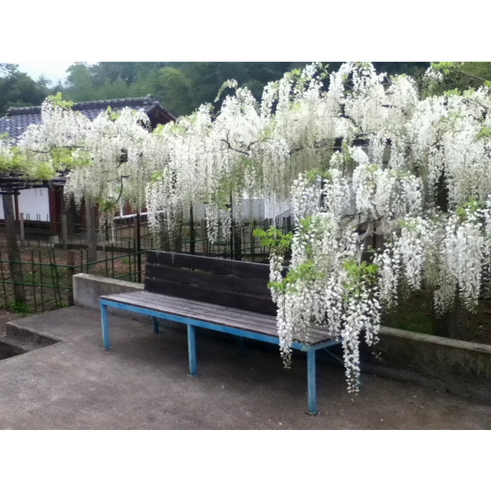 JTTOP" BIBIT / BENIH / SEEDS JAPANESE WISTERIA MIX BIJI WISTERIA