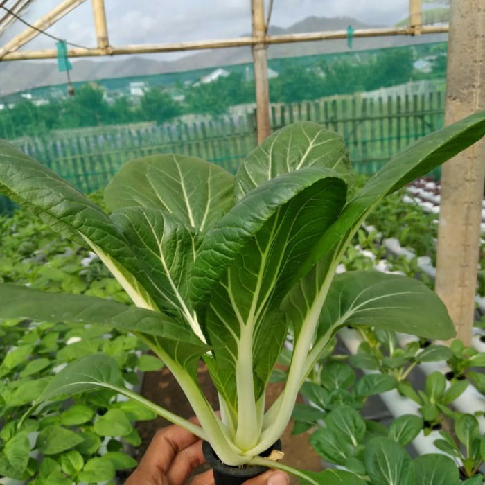 

(Good) White Pokchoy Hidroponik/ Pokchoy Dakota/ Pakchoy Putih Hidroponik