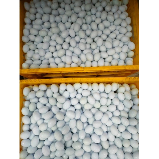 Ready Telor Palsu Merpati 10 butir / Telur mainan merpati Telur mitasi merpati mainan burung merpati